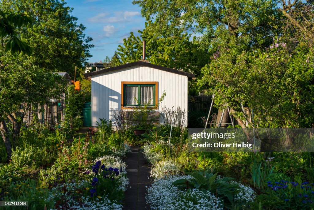 An allotment garden filled with plants and flowers. A white wooden shed with window in the background.