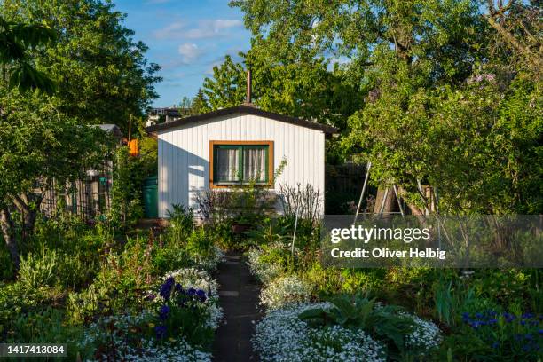 an allotment garden filled with plants and flowers. a white wooden shed with window in the background. - hut stockfoto's en -beelden