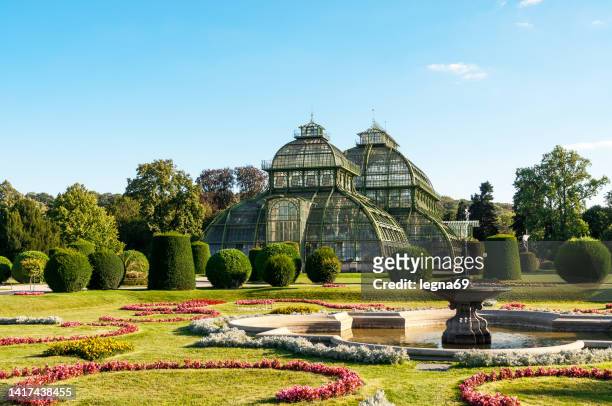 the palm tree greenhouse, in schönbrunn castle, in vienna - schonbrunn palace stock pictures, royalty-free photos & images