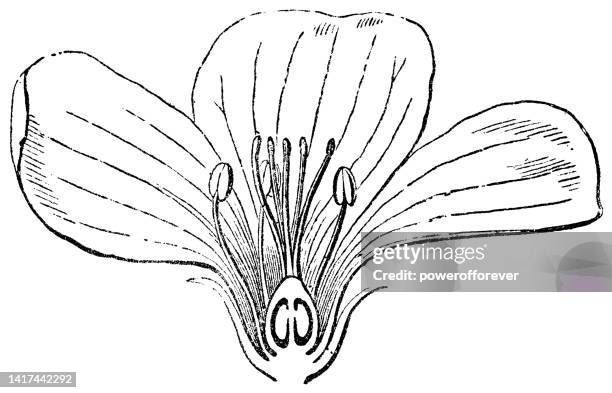 common flax flower (linum usitatissimum) cross section cutaway drawing - 19th century - stamen stock illustrations
