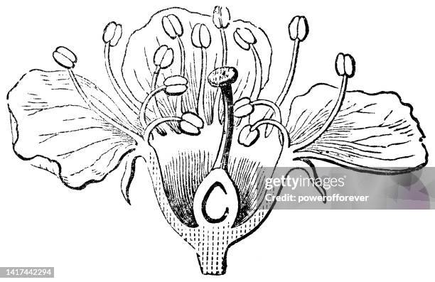 cherry tree blossom flower (prunus subg. cerasus) cross section cutaway drawing - 19th century - stamen stock illustrations