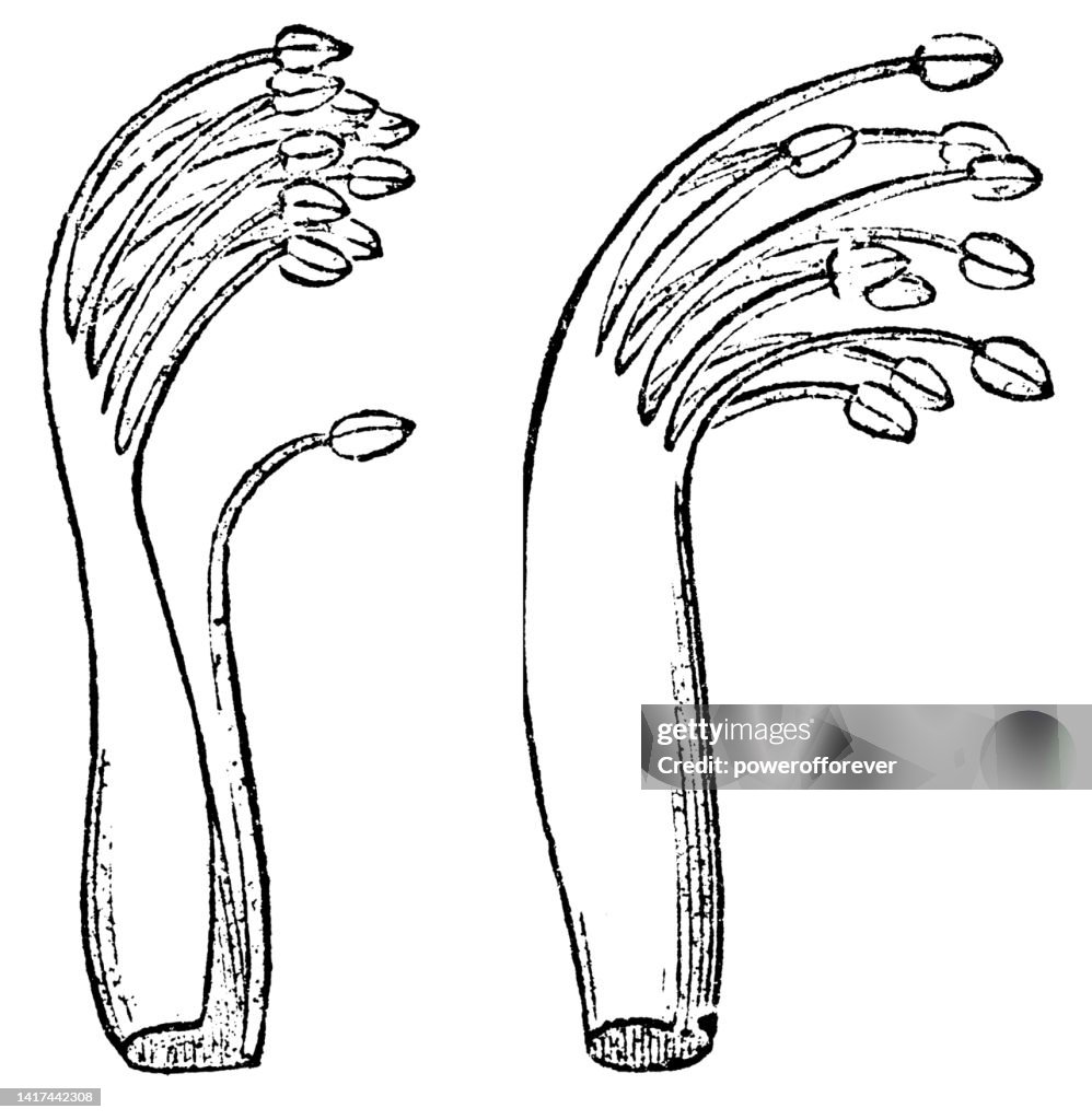 Stamen Example Pea Flower Monadelphous Stamen 19th Century High-Res Vector Graphic ...
