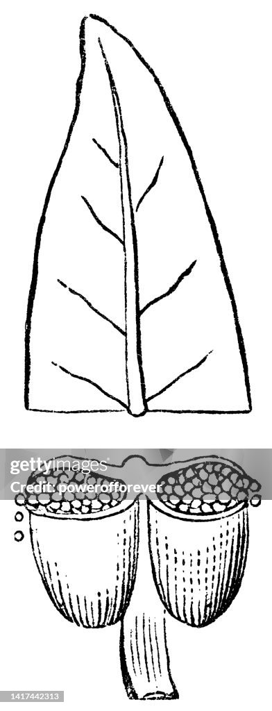 Diagram Showing Morphological Relation of Anther to Leaf - 19th Century