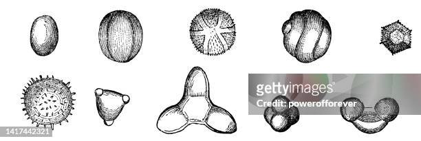 verschiedene arten von pollenformen - 19. jahrhundert - moschus kürbis stock-grafiken, -clipart, -cartoons und -symbole