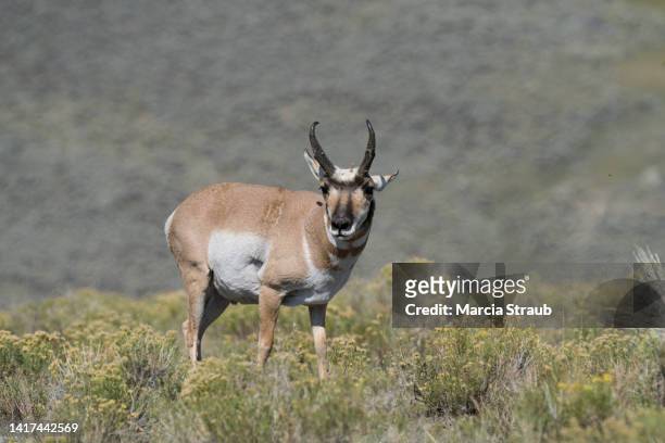american pronghorn antelope, antilocapra americana,  on the great plains - pronghorn stock pictures, royalty-free photos & images