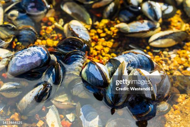 Northern Shells Seashell Photos and Premium High Res Pictures - Getty Images