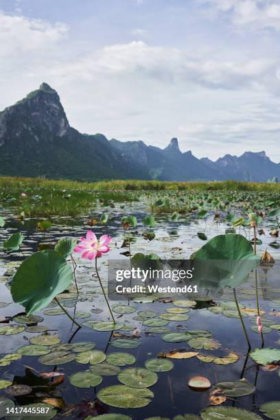 pink lotus flower among green leaves - hua hin thailand stockfoto's en -beelden