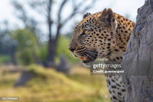 leopard in der tierwelt, okavango-delta, botswana, afrika - african leopard stock-fotos und bilder