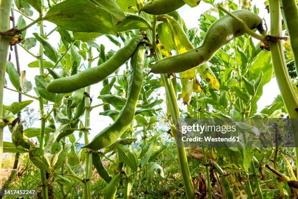 bush beans growing in vegetable garden - pferdebohne stock-fotos und bilder