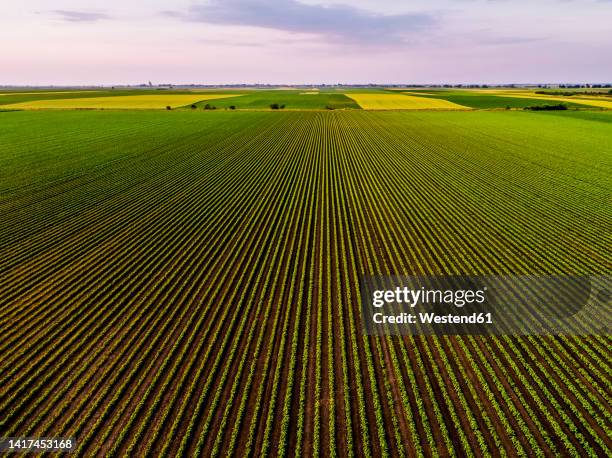 vast soybean field at sunset - monoculture stock pictures, royalty-free photos & images
