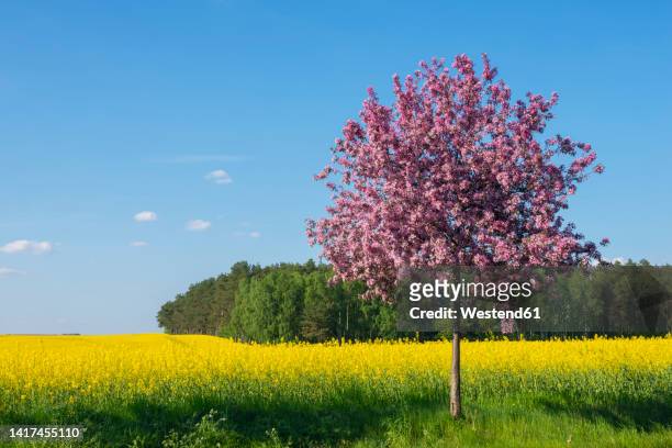 single cherry tree blossoming in front of vast oilseed rape field in spring - einzelner baum stock-fotos und bilder