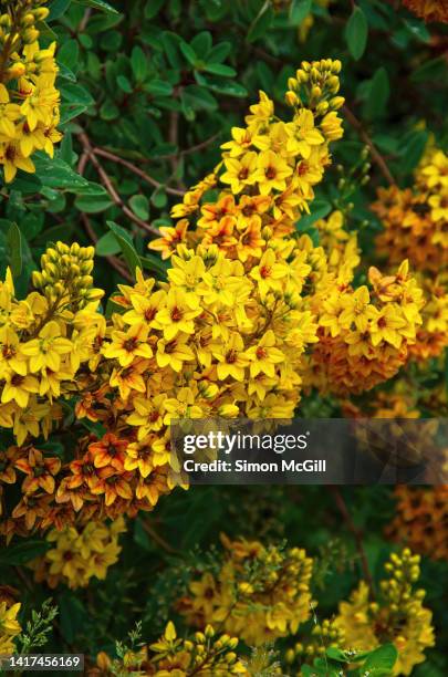 Galphimia Glauca In Bloom In A Garden High-Res Stock Photo