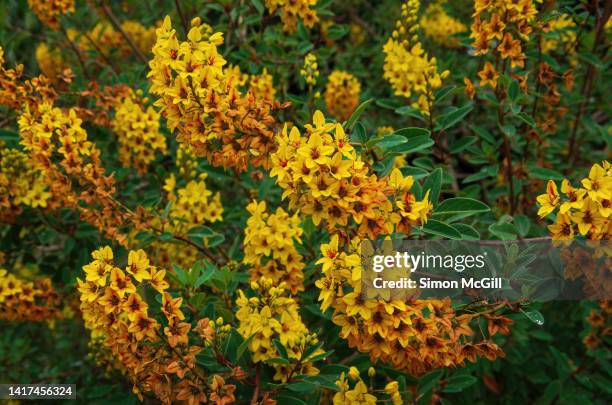 Galphimia Glauca In Bloom In A Garden High-Res Stock Photo