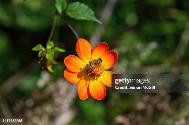 bee on an orange and yellow dahlia coccinea flower - orange blossom bee foto e immagini stock