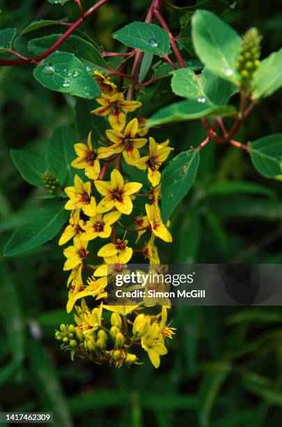 Galphimia Glauca In Bloom In A Garden High-Res Stock Photo