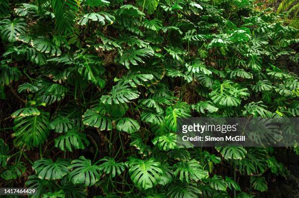 indoor vertical garden of monstera deliciosa - living_walls stock pictures, royalty-free photos & images