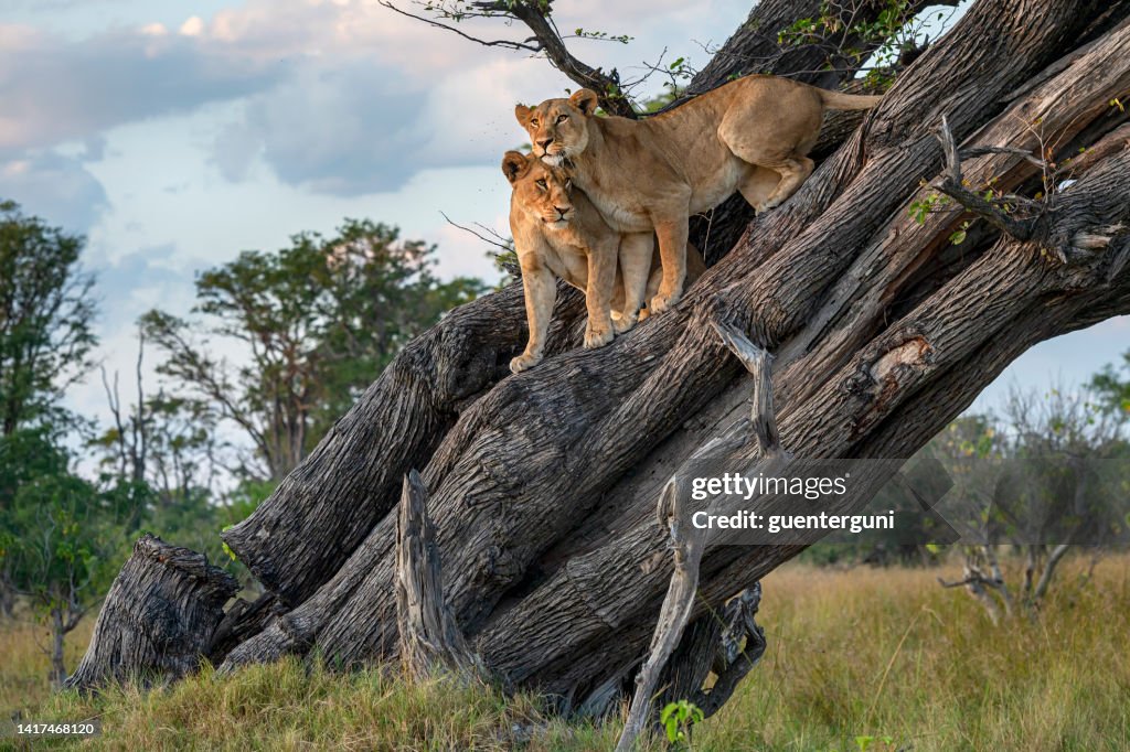 Zwei Löwen (Panthera leo) ruhen hoch oben in einem Baum