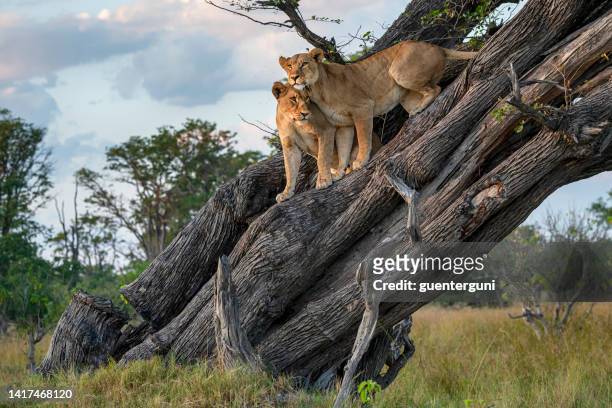 two lions (panthera leo) resting high up in a tree - big cat stock pictures, royalty-free photos & images