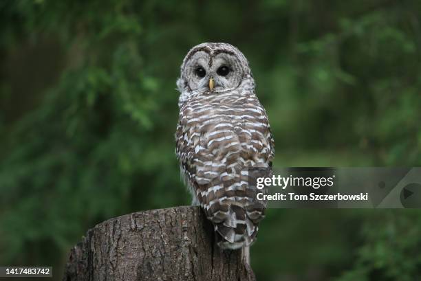 Northern Spotted Owl sits on a tree stump in Stanley Park on August 4, 2009 in Vancouver, Canada.