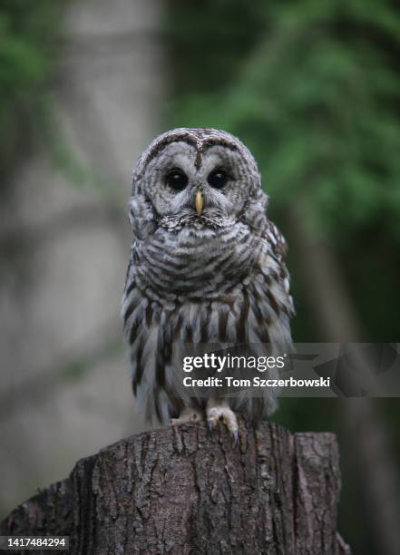 Northern Spotted Owl sits on a tree stump in Stanley Park on August 4, 2009 in Vancouver, Canada.