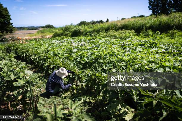 a female organic farmer tending her fields during a hot summer day. - aubergine stock-fotos und bilder