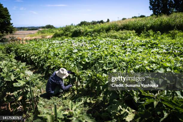 a female organic farmer tending her fields during a hot summer day. - food safety stock-fotos und bilder