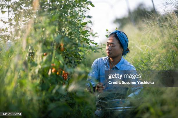 a female organic farmer harvesting vegetables for shipment early one summer morning. - tomato harvest ストックフォトと画像
