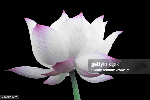 big pink lotus on black color background - big flower background stockfoto's en -beelden