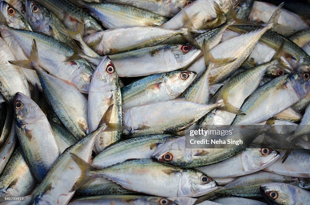 Fishes