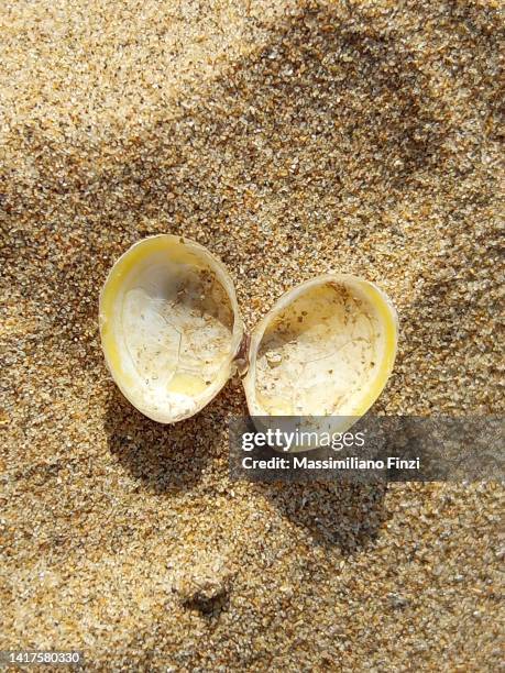 Macoma Shells 12 Macoma Stock Photos, High-Res Pictures, and Images - Getty Images