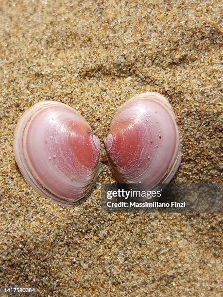 Macoma Shells 12 Macoma Stock Photos, High-Res Pictures, and Images - Getty Images
