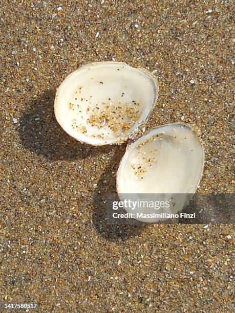 Macoma Shells 12 Macoma Stock Photos, High-Res Pictures, and Images - Getty Images