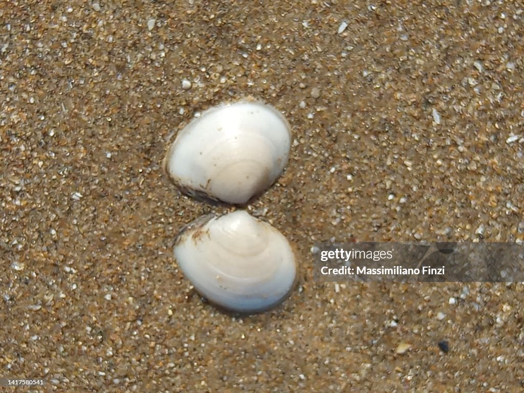 Macoma Shells Baltic Macoma Clam Or Telling Empty Bivalve Shell On The Beach From ...