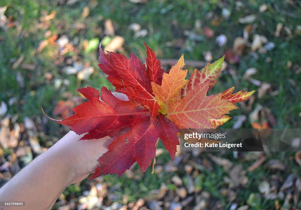 Autumn leaves