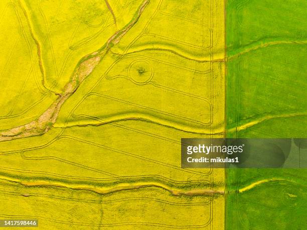 canola field - canola stock pictures, royalty-free photos & images