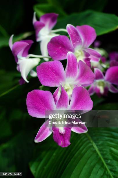 blooming orchid flowers - orchids of asia - fotografias e filmes do acervo