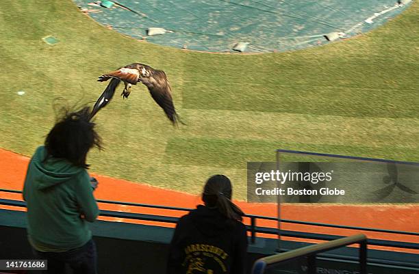 At Fenway Park, a red-tailed hawk attacked Alexa Rodriguez of Bristol, Conn. From Memorial Boulevard Middle School in Bristol, Conn., who was on a...