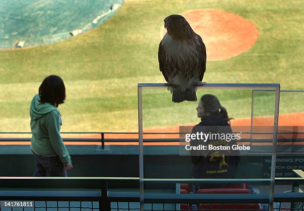 At Fenway Park, a red-tailed hawk is perched on a piece of plexi-glass just before it attacked Alexa Rodriguez left, of Bristol, Conn. From Memorial...
