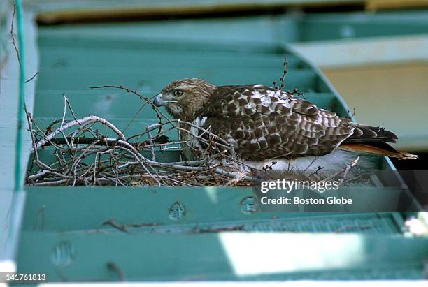 At Fenway Park, the red-tailed hawk that attacked Alexa Rodriguez from Memorial Boulevard Middle School in Bristol, Conn., sits on its nest after the...
