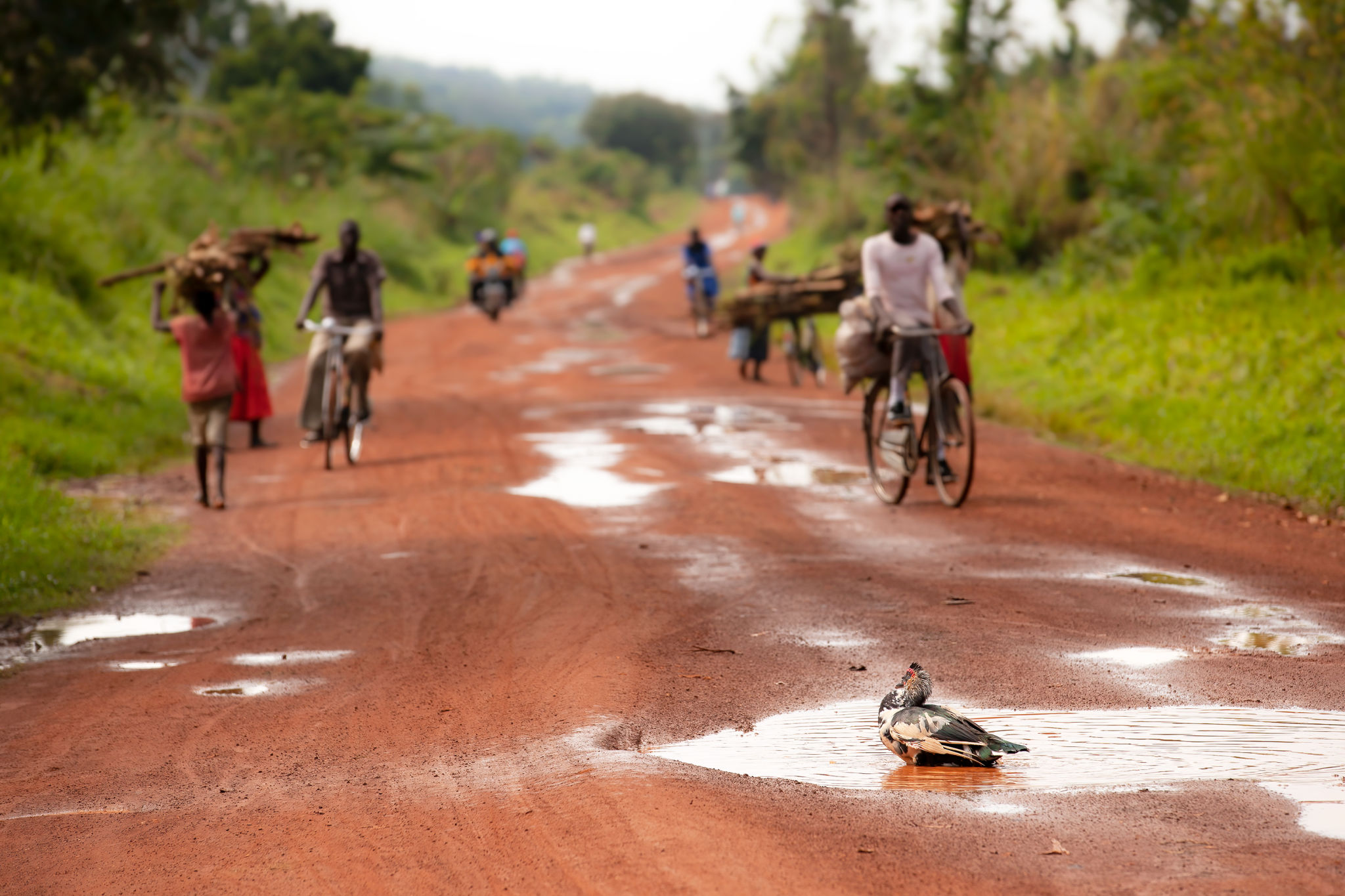 uganda landscape