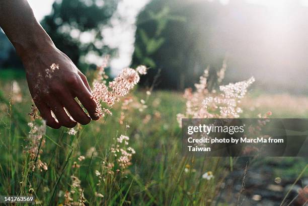 touch wild grass - physical senses stock pictures, royalty-free photos & images