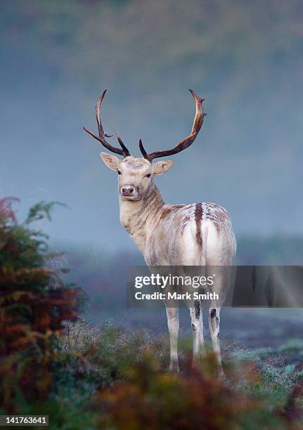 portrait of fallow deer stag - daim photos et images de collection