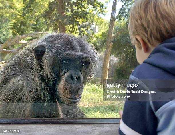 chimpanzee and little boy at zoo - zoo stock pictures, royalty-free photos & images