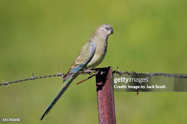 female red-rumped parrot - gunnedah stock pictures, royalty-free photos & images