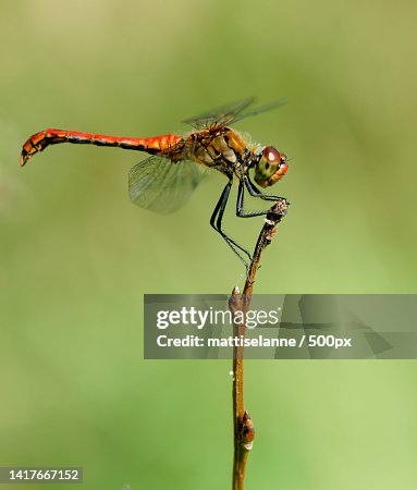 Close-up of dragonfly on twig Close-up of dragonfly on twig