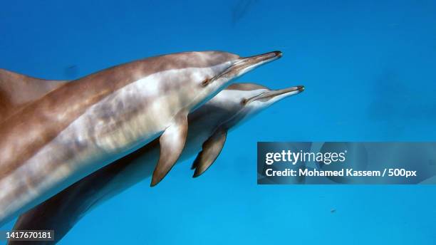 close-up of fish swimming in sea - bottle nosed dolphin stock pictures, royalty-free photos & images