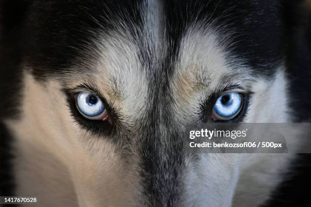 close-up portrait of siberian husky - siberian husky stock-fotos und bilder