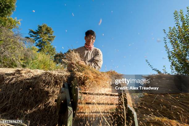 threshing rice - threshing stock pictures, royalty-free photos & images