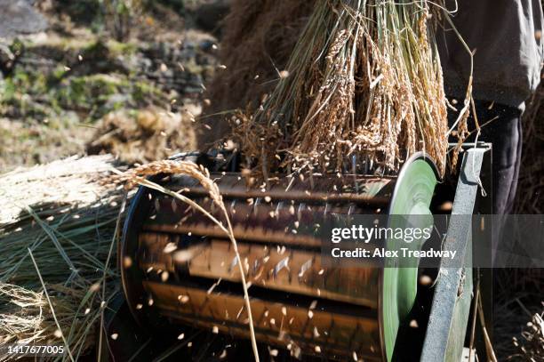 675 Rice Threshing Stock Photos, High-Res Pictures, and Images - Getty ...