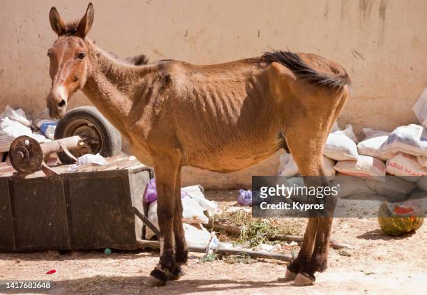 starving mule or horse - bony stock-fotos und bilder